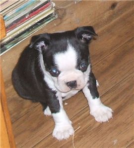 FemaleBostonTerrier